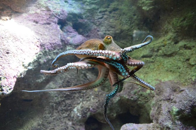 Crystal Caves, Aquarium, City of Hamilton and Ferry - The Ferry Back to Royal Naval Dockyard: Flexibility Without Guesswork