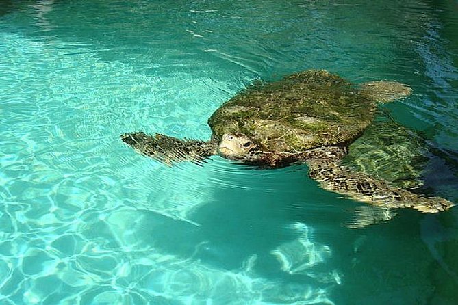 Crystal Caves, Aquarium, City of Hamilton and Ferry - Bermuda Aquarium, Museum & Zoo: Budget Math and a Realistic Time Check