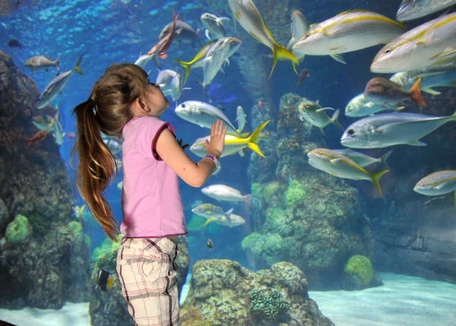 Denver: Downtown Aquarium All-Day Pass - Key highlights you’ll care about