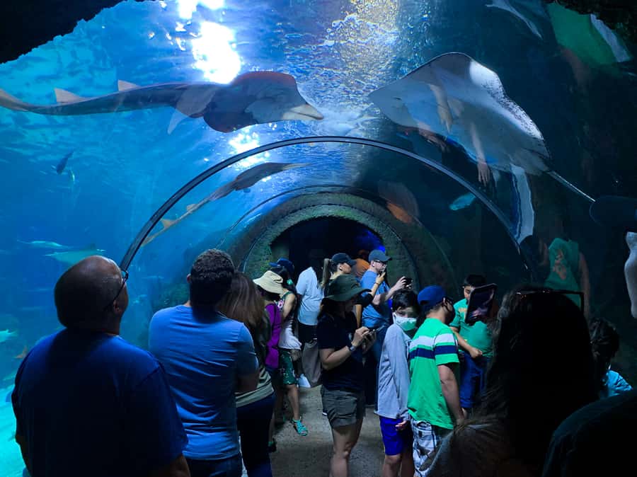 Denver: Downtown Aquarium All-Day Pass - Downtown Denver Aquarium All-Day Pass: What you’re really buying