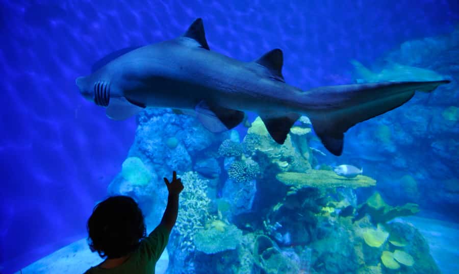 Denver: Downtown Aquarium All-Day Pass - 500+ species across galleries and pools: how to pace the route
