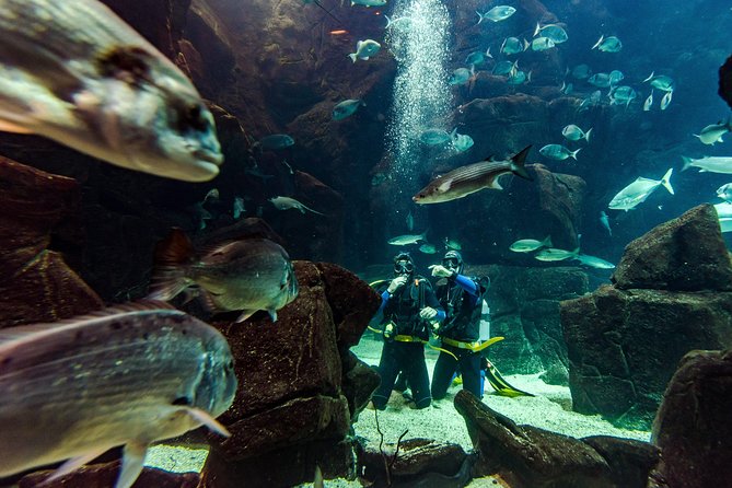Diving in the Madeira Aquarium - Getting There: Start Location and Timing Reality