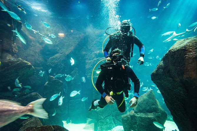 Diving in the Madeira Aquarium - Aquário da Madeira and the Small-Group Feel
