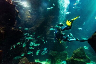 Diving in the Madeira Aquarium - Before the Water: Training That Builds Confidence