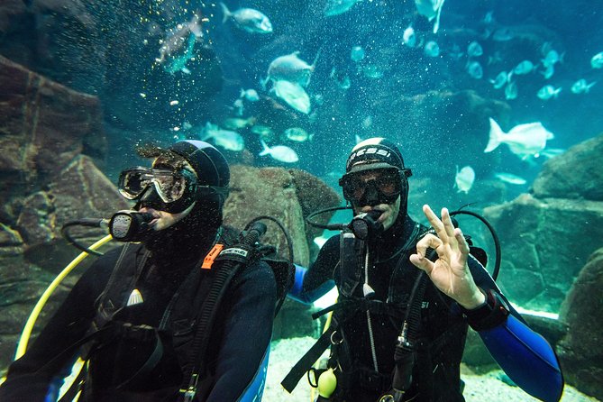 Diving in the Madeira Aquarium - Cachalote Natural Pools: Your First Underwater Steps