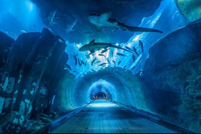 Dubai Aquarium and Underwater Zoo - Key Highlights You’ll Care About