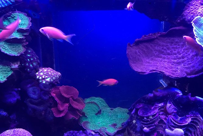 Dubai Aquarium and Underwater Zoo Admission Ticket with Options - Ticket Options, Water Activities, and Where Extra Money Might Pay Off