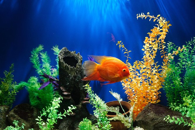 Dubai Aquarium and Underwater Zoo Admission Ticket with Options - Price and Value: The $50 Question You Should Actually Ask