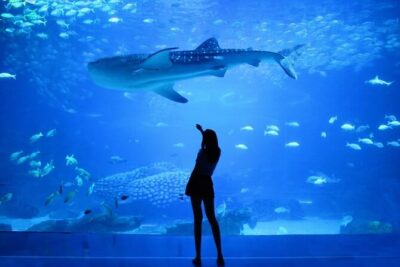 Dubai Aquarium And Underwater Zoo Tickets At Dubai Mall - Underwater Zoo exhibits: what you actually get in 1–3 hours