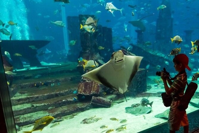 Dubai Aquarium and Underwater Zoo with Penguin Cove Tickets. - Dubai Mall’s 48-metre tunnel: the experience that sets the tone