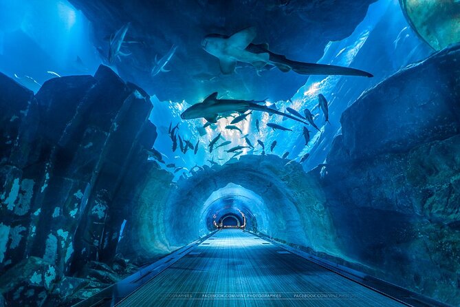 Dubai Aquarium and Underwater Zoo with Penguin Cove Tickets. - Price and value: is $45 fair for what you get?