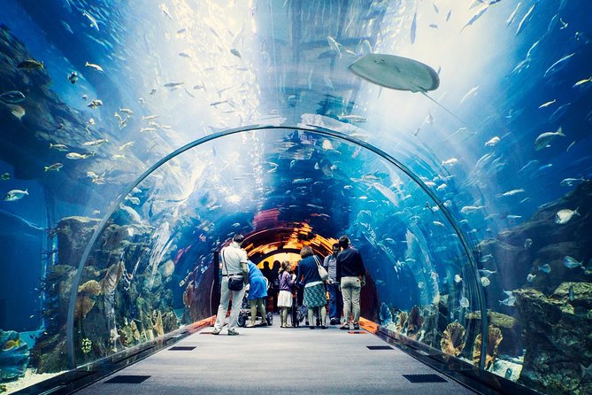 Dubai Aquarium + Penguin Cove Tickets with Transfers - The value of a tight 2-hour Aquarium + Penguin Cove outing