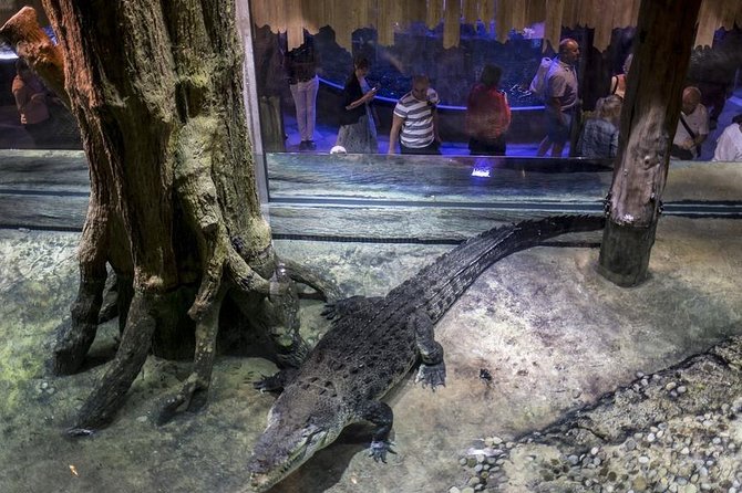 Dubai Aquarium + Penguin Cove Tickets with Transfers - Underwater Zoo walkthrough: what you’ll actually be looking for
