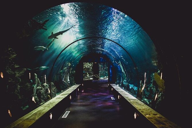 Dubai Aquarium underater zoo penguin cove with optional transport - Price and logistics: is $89 good value for 3 hours?
