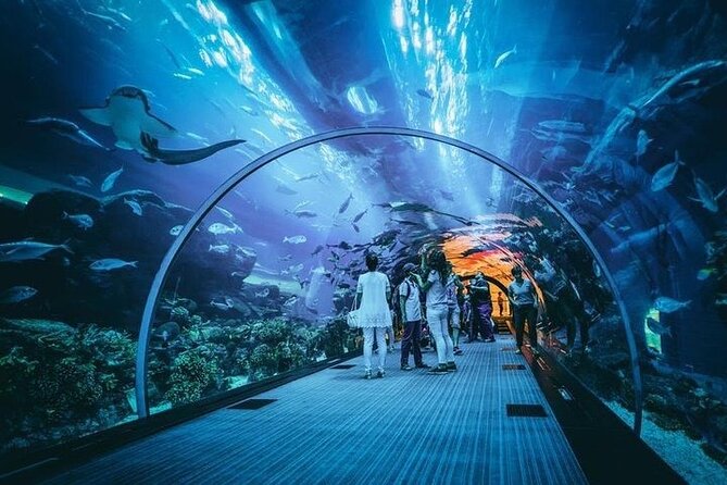 Dubai Aquarium underater zoo penguin cove with optional transport - VIP glass-bottom boat ride: the closest thing to airtime