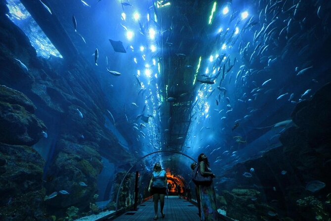 Dubai Aquarium & Underwater Zoo - Key Highlights to Know Before You Go