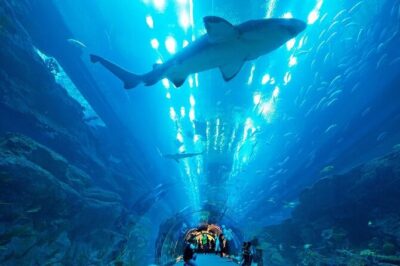 Dubai Aquarium & Underwater Zoo with Penguin Cove - Glass-Bottom Boat Ride: Viewing From Under the Waterline