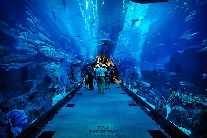 Dubai Aquarium & Underwater Zoo with Penguin Cove - Crowds, Photo Prices, and the Realities of Dubai Mall