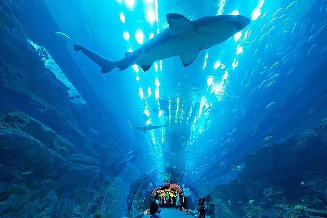 Dubai Aquarium & Underwater Zoo with Penguin Cove - Glass-Bottom Boat Ride: Viewing From Under the Waterline