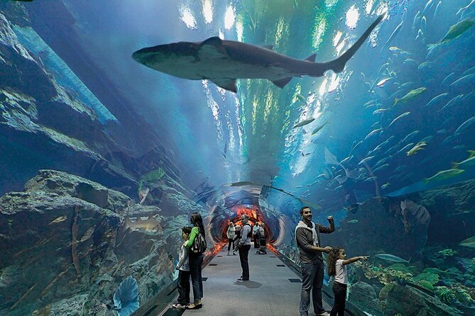 Dubai Aquarium UnderwaterZoo and Penguin cove Admission Ticket - Penguin Cove: Face-to-Feather With Live Gentoo Penguins