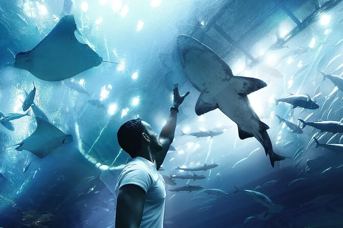 Dubai Aquarium UnderwaterZoo and Penguin cove Admission Ticket - Underwater Zoo on the 2nd Floor: 40 Exhibits You Can Browse Fast