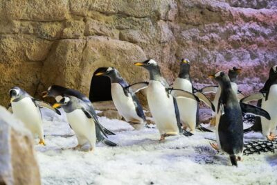 Dubai Aquarium with Various Animal Encounter and Access Options - The Underwater Zoo part: more than a corridor of fish