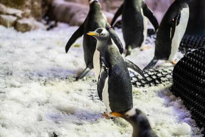 Dubai Aquarium with Various Animal Encounter and Access Options - Timing at Dubai Mall: how to avoid the packed-slot problem