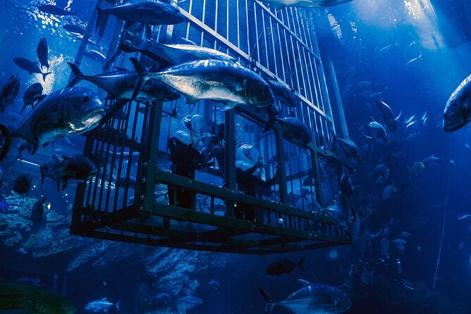 Dubai Aquarium with Various Animal Encounter and Access Options - What to expect during your visit: a simple game plan