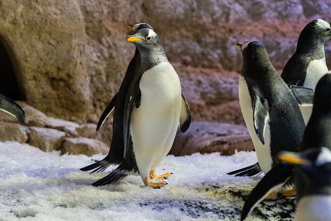 Dubai Aquarium with Various Animal Encounter and Access Options - Before you go: voucher, ID, and entry timing (don’t skip this)