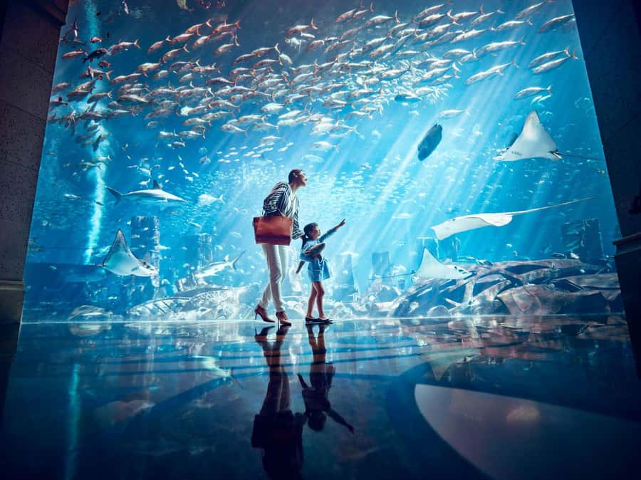 Dubai: Lost Chambers Aquarium Entry Ticket - Entering and pacing: a self-guided visit that can be quick