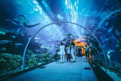 Dubai Mall Aquarium and Underwater Zoo Ticket - Underwater Zoo stop: the king croc and more than just fish