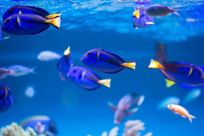 Dubai Mall Aquarium & Underwater Zoo with Penguin Cove Tickets - Underwater Zoo Beyond Fish: Rays, Sharks, Crocodiles, and More