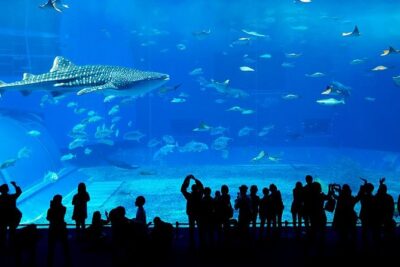 Dubai Mall Aquarium & Underwater Zoo with Penguin Cove Tickets - Entering the 10-Million-Liter Tank: The Crocodile and the Tunnel