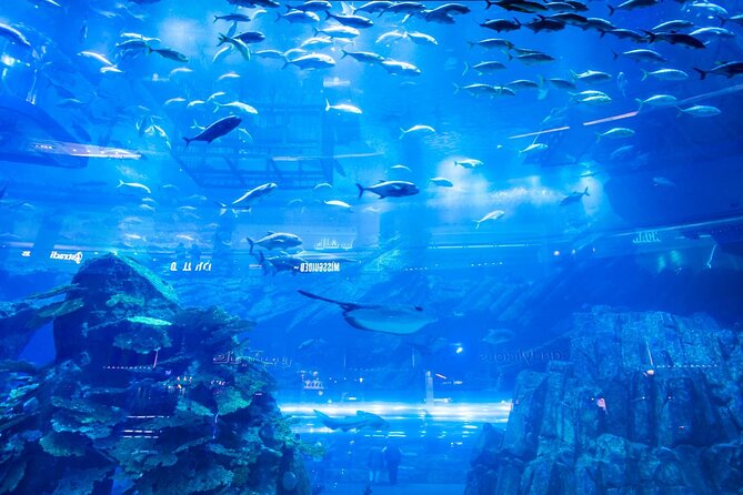 Dubai Mall Aquarium with Penguin Cove + Skyview Ticket - Who This Combo Fits Best