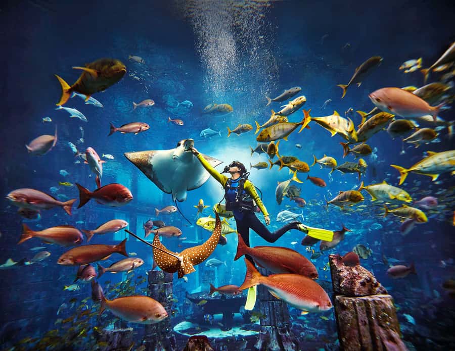 Dubai: The Lost Chambers Aquarium Atlantis Diving Experience - Atlantis Ambassador Lagoon: what you see (and why it feels special)