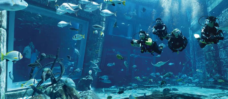 Dubai: The Lost Chambers Aquarium Atlantis Diving Experience - Discovery vs Explorer: picking the right option for your comfort level