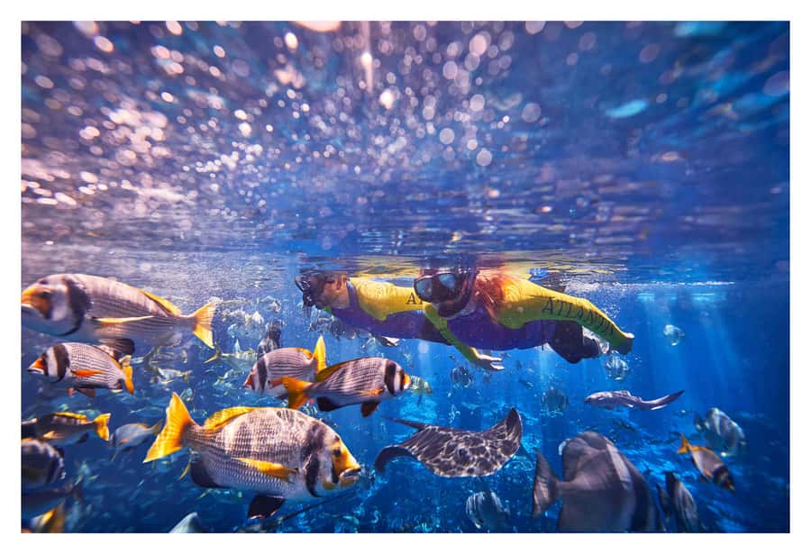 Dubai: The Lost Chambers Aquarium Snorkeling Experience - Key things to know before you book
