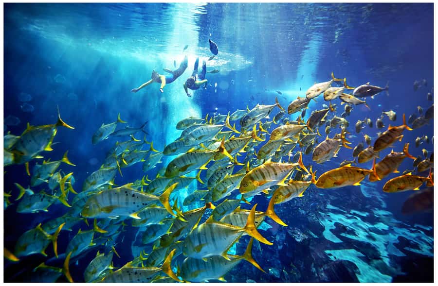 Dubai: The Lost Chambers Aquarium Snorkeling Experience - Lost Chambers Aquarium Snorkeling: Why the Ambassador Lagoon Works