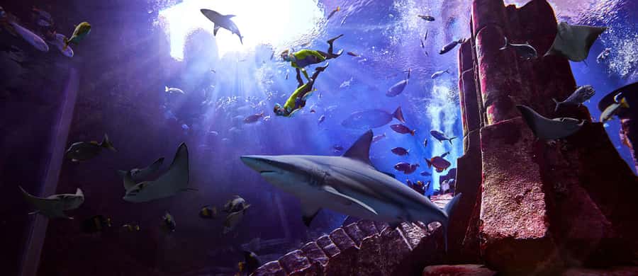 Dubai: The Lost Chambers Aquarium Snorkeling Experience - The Briefing and Getting Suit-Ready