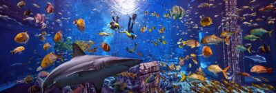 Dubai: The Lost Chambers Aquarium Snorkeling Experience - Before You Go: Gear, Rules, and What to Bring