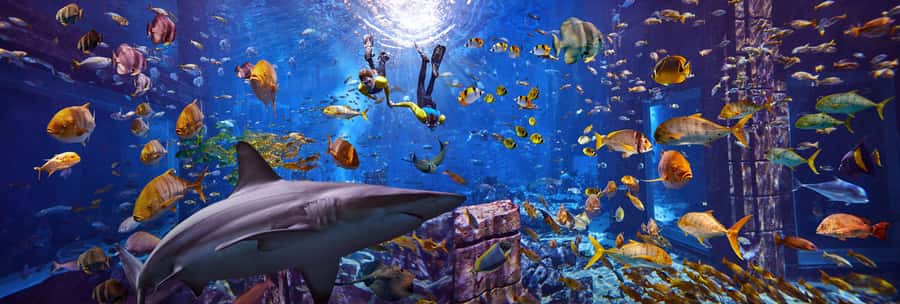 Dubai: The Lost Chambers Aquarium Snorkeling Experience - Before You Go: Gear, Rules, and What to Bring