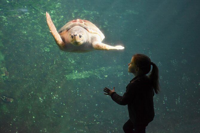 Entrance Ticket Nausicaa, the biggest aquarium in Europe - Nausicaa Aquarium: What Makes It More Than a Big Tank Room