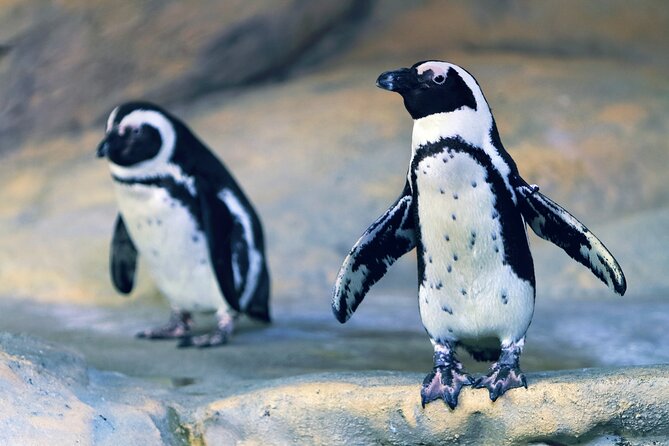 Entrance Ticket Nausicaa, the biggest aquarium in Europe - Inside the Tanks: The Animals That Usually Steal the Show