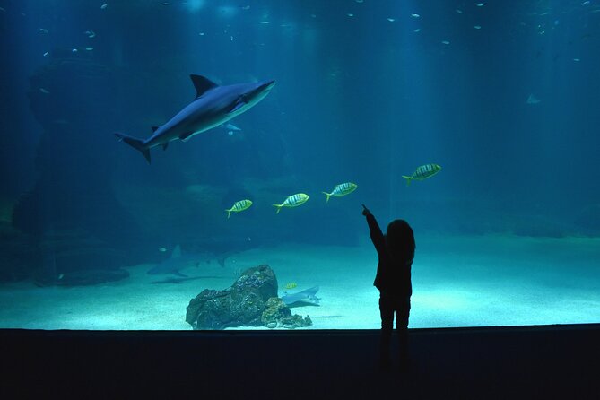 Entrance Ticket Nausicaa, the biggest aquarium in Europe - Where the Time Goes: What You’ll Be Doing the Whole Visit