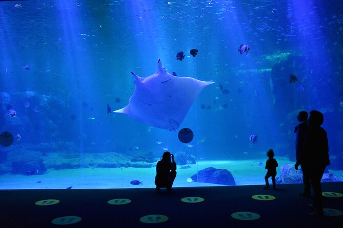 Entrance Ticket Nausicaa, the biggest aquarium in Europe - Ticket Value: Is It Worth $36.01?