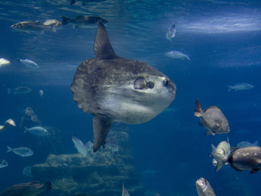 From Costa Brava: Barcelona Day Trip with Aquarium Visit - Costa Brava to Barcelona: the bus ride reality