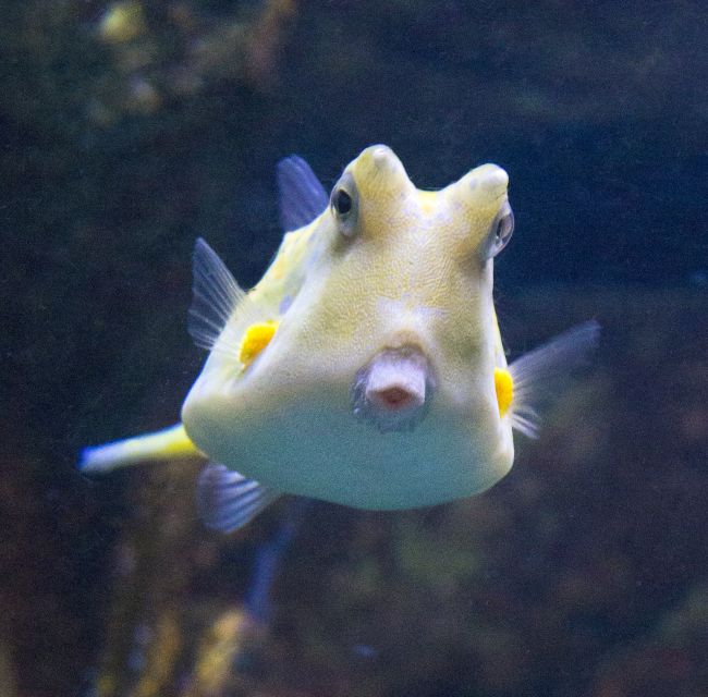 From Costa Brava: Barcelona Day Trip with Aquarium Visit - Skip-the-line Aquarium access that actually pays off