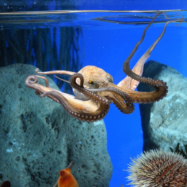 From Costa Brava: Barcelona Day Trip with Aquarium Visit - Oceanarium tunnel views and marine-life learning