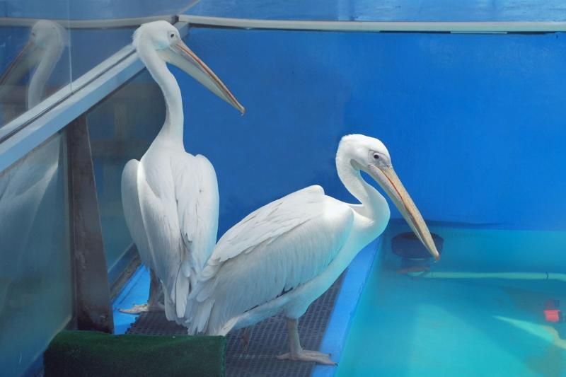 From Orlando: Clearwater Beach and Marine Aquarium Admission - Key highlights you’ll care about