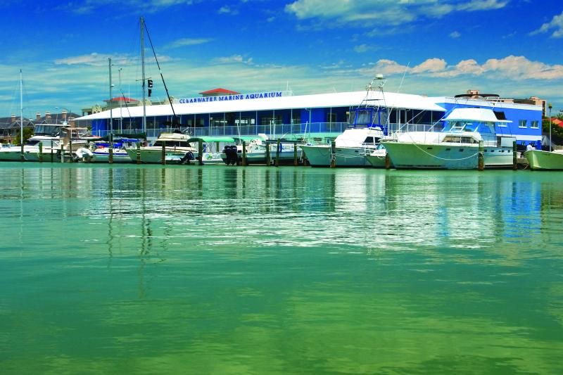 From Orlando: Clearwater Beach and Marine Aquarium Admission - Clearwater Marine Aquarium and Winter: more than a movie stop
